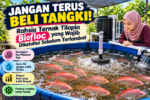 Panduan Ternak Ikan Tilapia Biofloc untuk Pemula