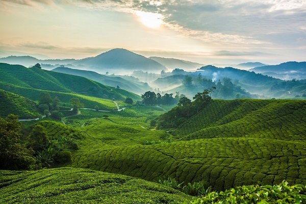 Itinerari Cameron Highlands 3H2M: Elak Jem, Waktu Terbaik Melawat & Bajet Percutian